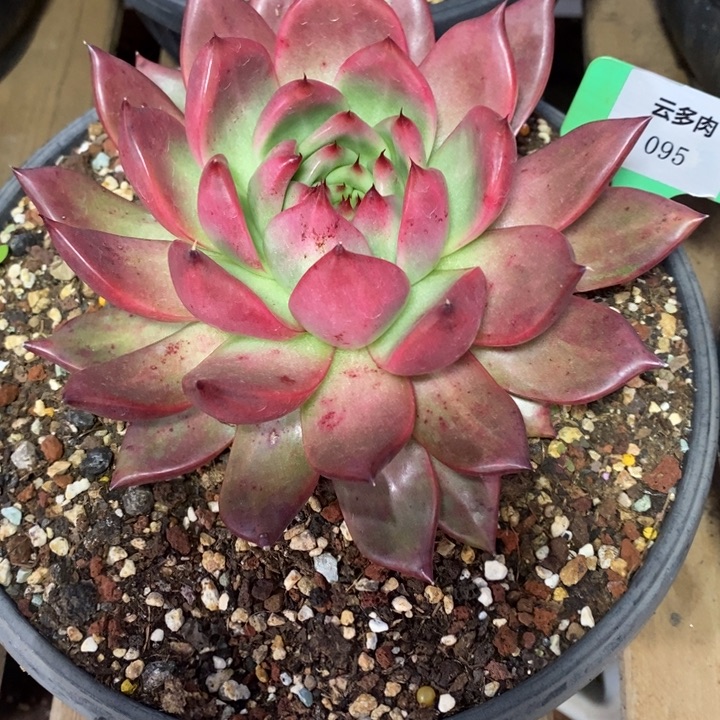 D095- 直播福利 菩萨