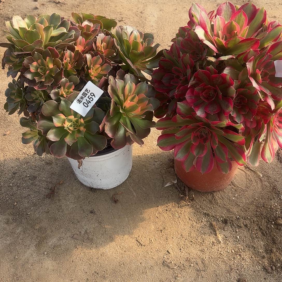 感***悟香妃七彩石多肉植物459-60