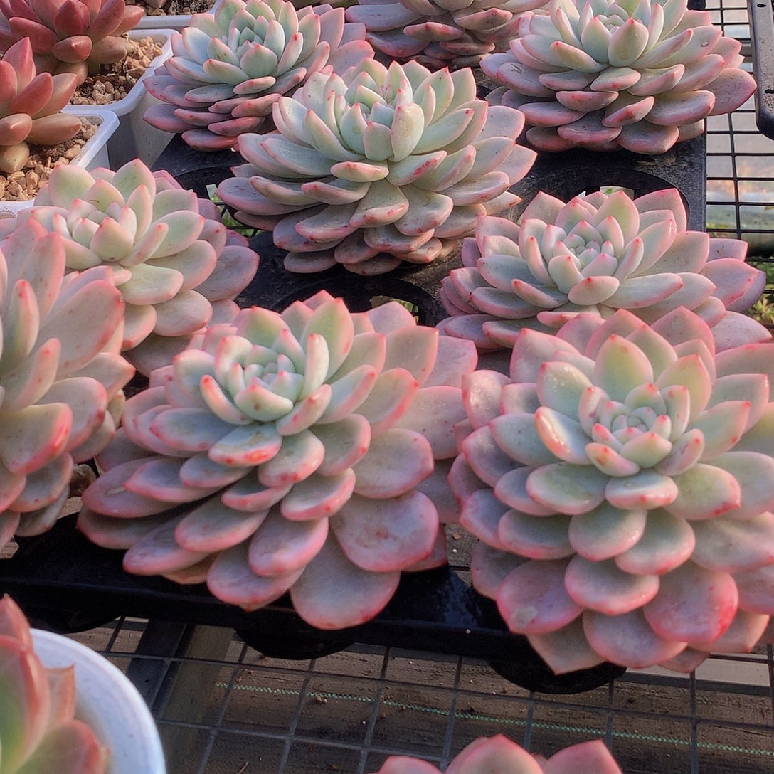 梦露锦3456788999999