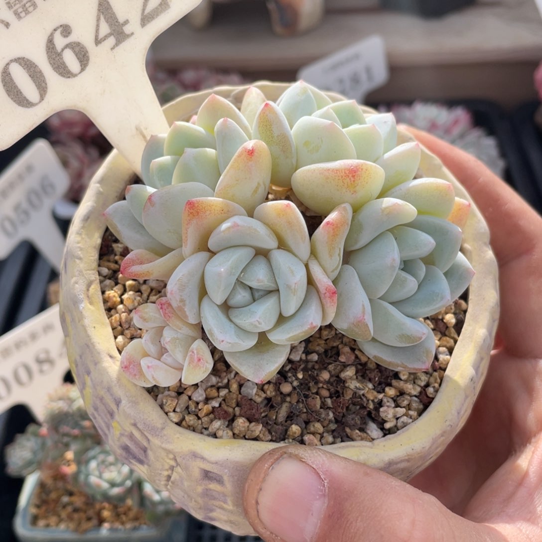 0642雪媚娘不带盆7厘米