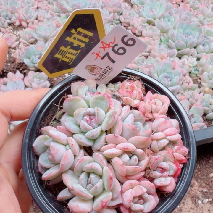 多肉植物多肉植物