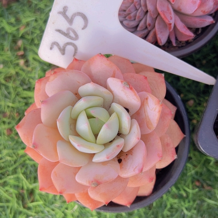 健健康康平平安安