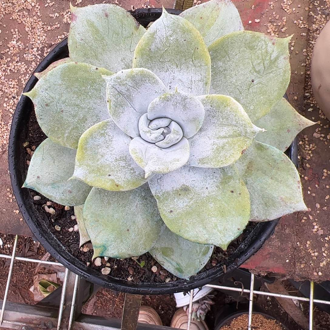 1760普芙雾冷塔雪山