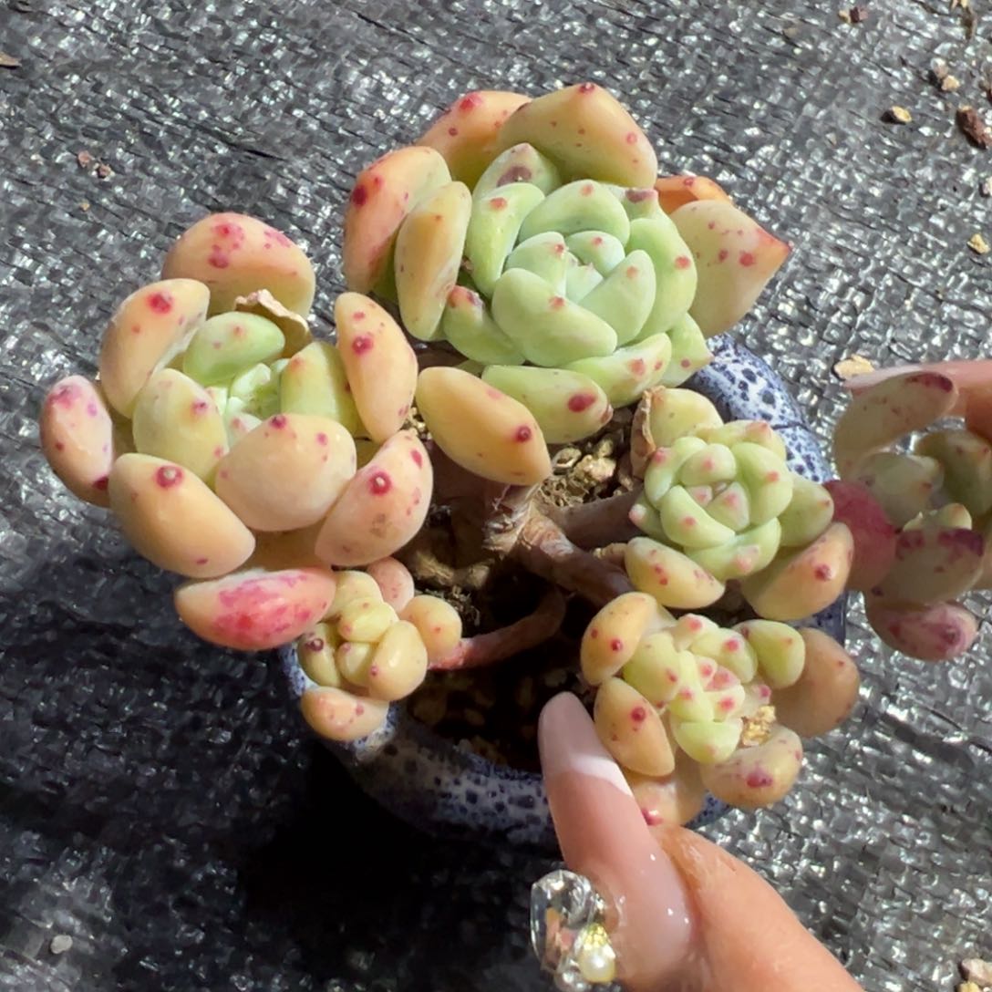 多肉植物一物一拍