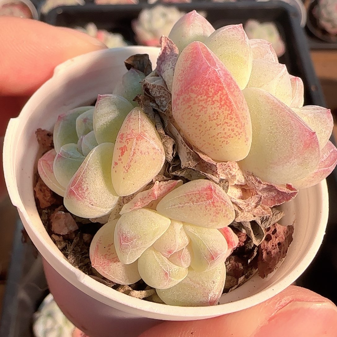 绝***版多肉1202-257冰玉