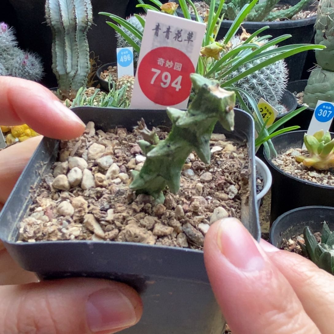 武蜡泉一颗仙人球