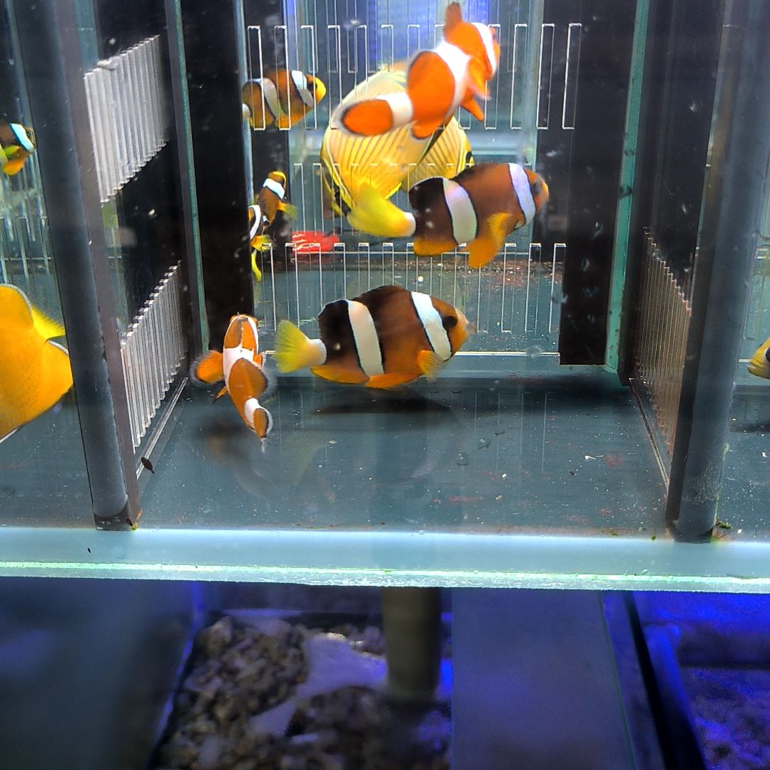 海水鱼双待5配6+120/公子4配6+100/运60/5-44-49/77/195