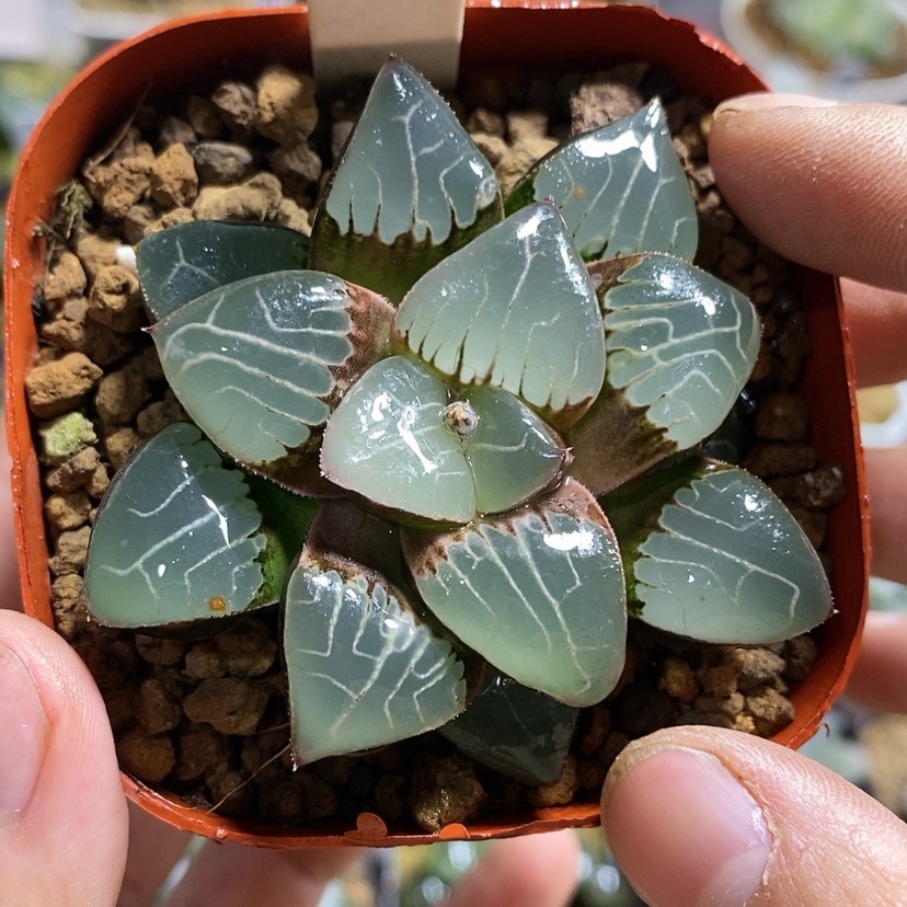 【闪购商品】40天池