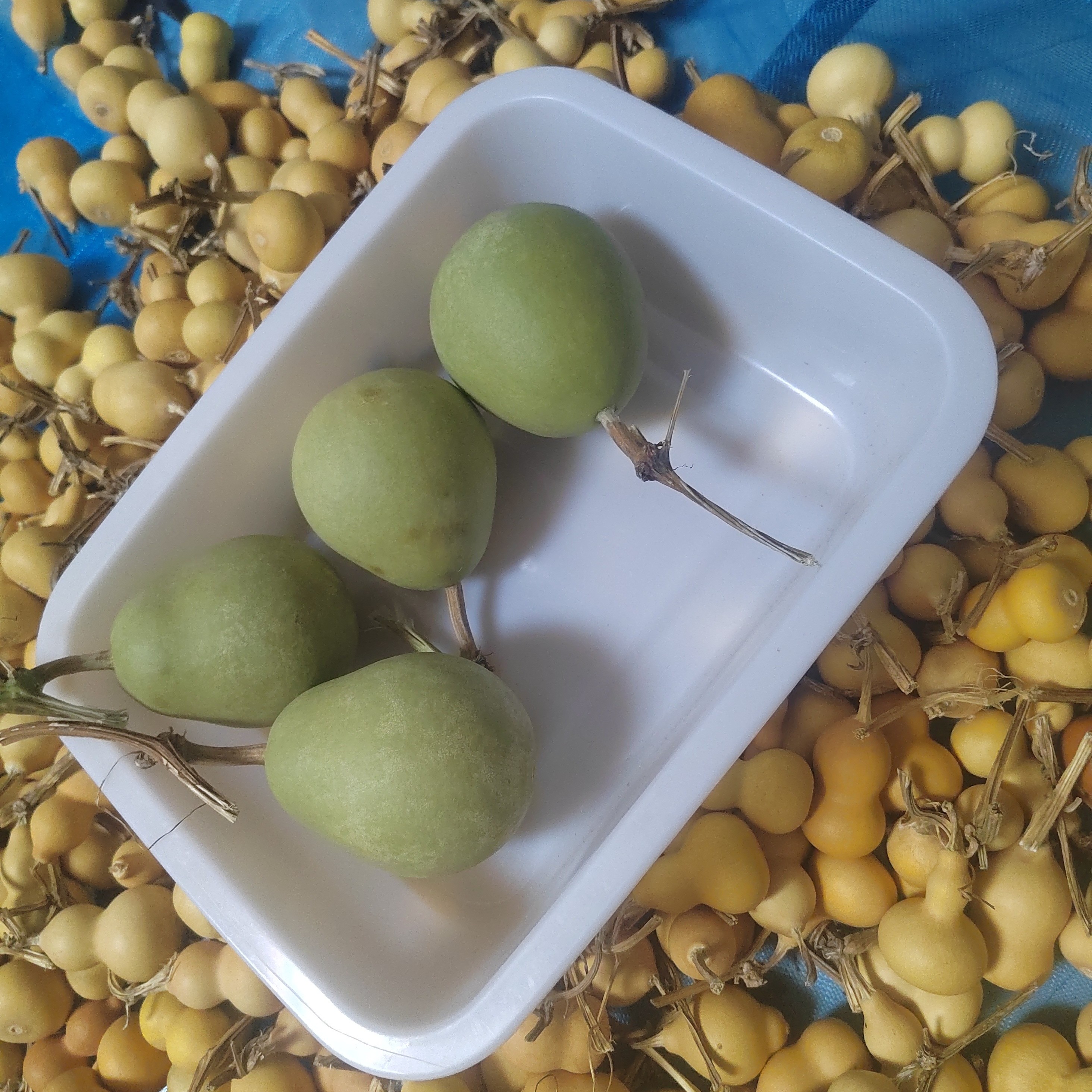 蛋愿梦想成真小土豆葫芦文玩手把件可盘玩