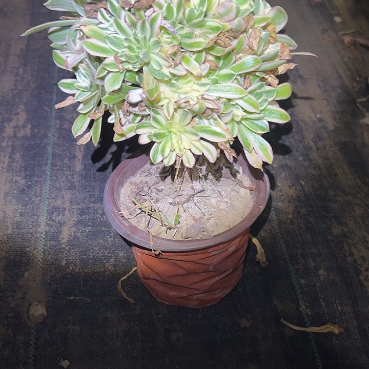 多肉法师植物链接46