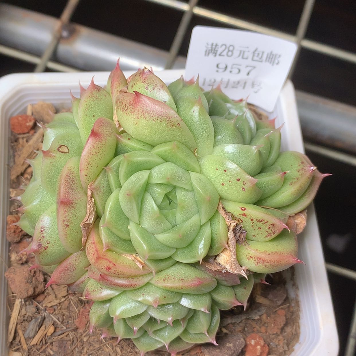 【闪购商品】云957号