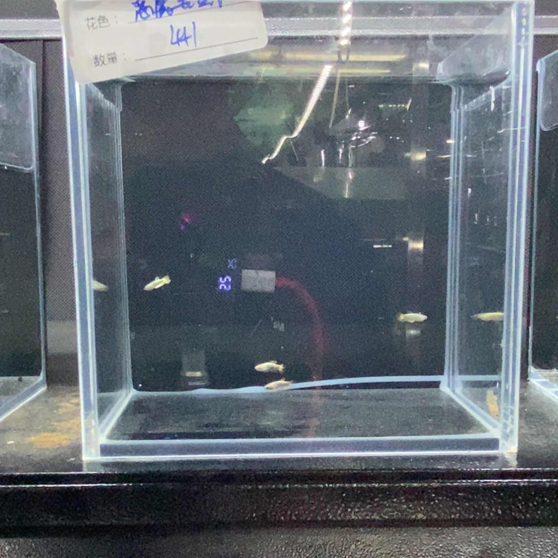 斗鱼包活不包损所见即所得127