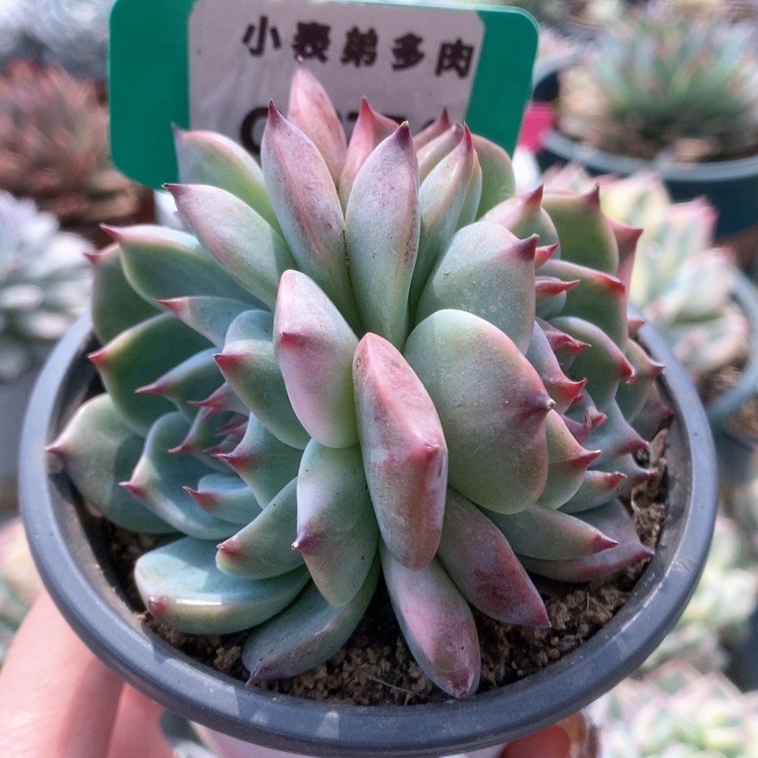 774锦锦锦锦锦锦