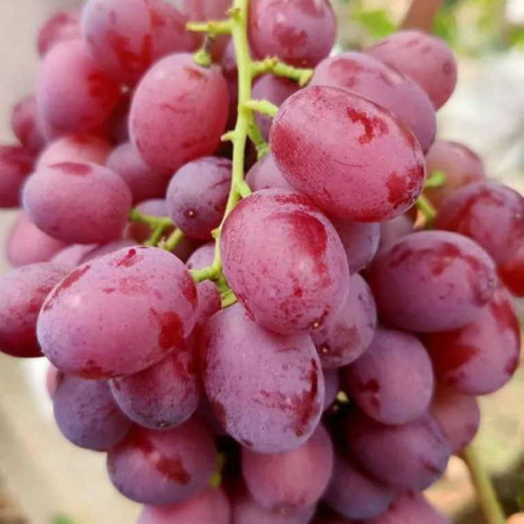 无籽红提1斤1份