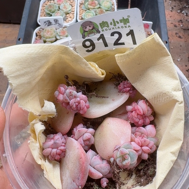 多肉植物多肉植物