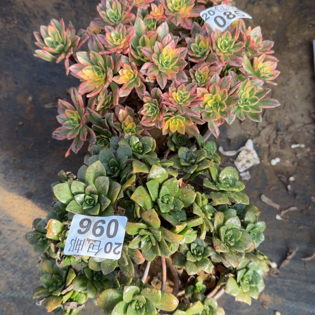 多肉085+096满20包邮断枝不包