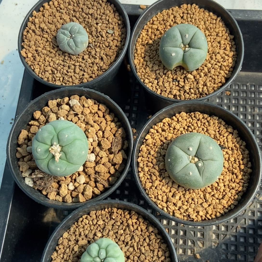 无刺仙人球开花了
