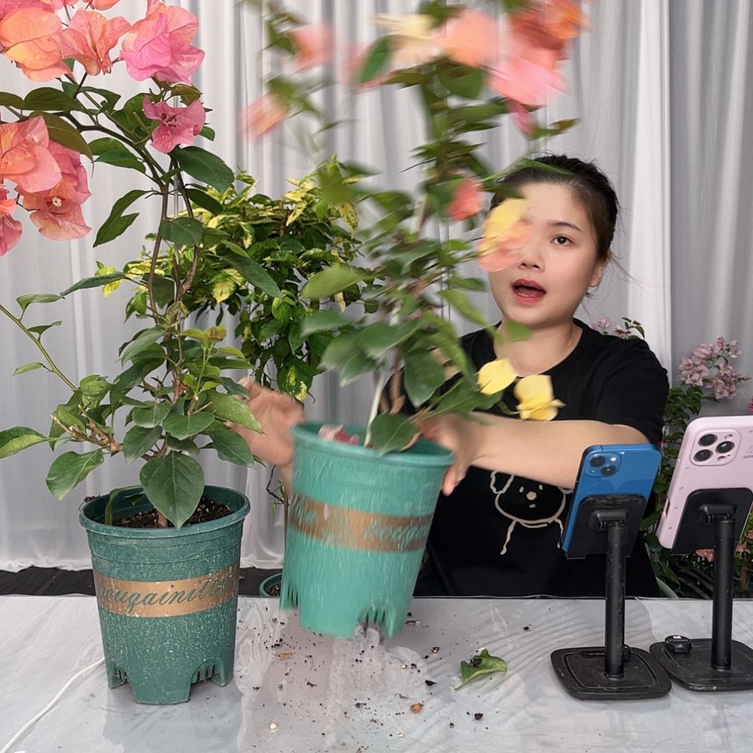 大部分开放少量花苞阿达娜带竹一颗