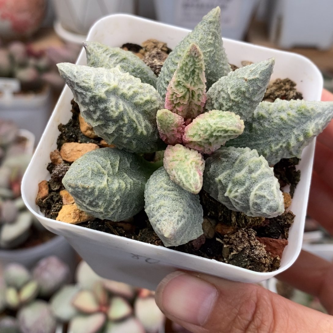 汀****融冰水泡多肉植物