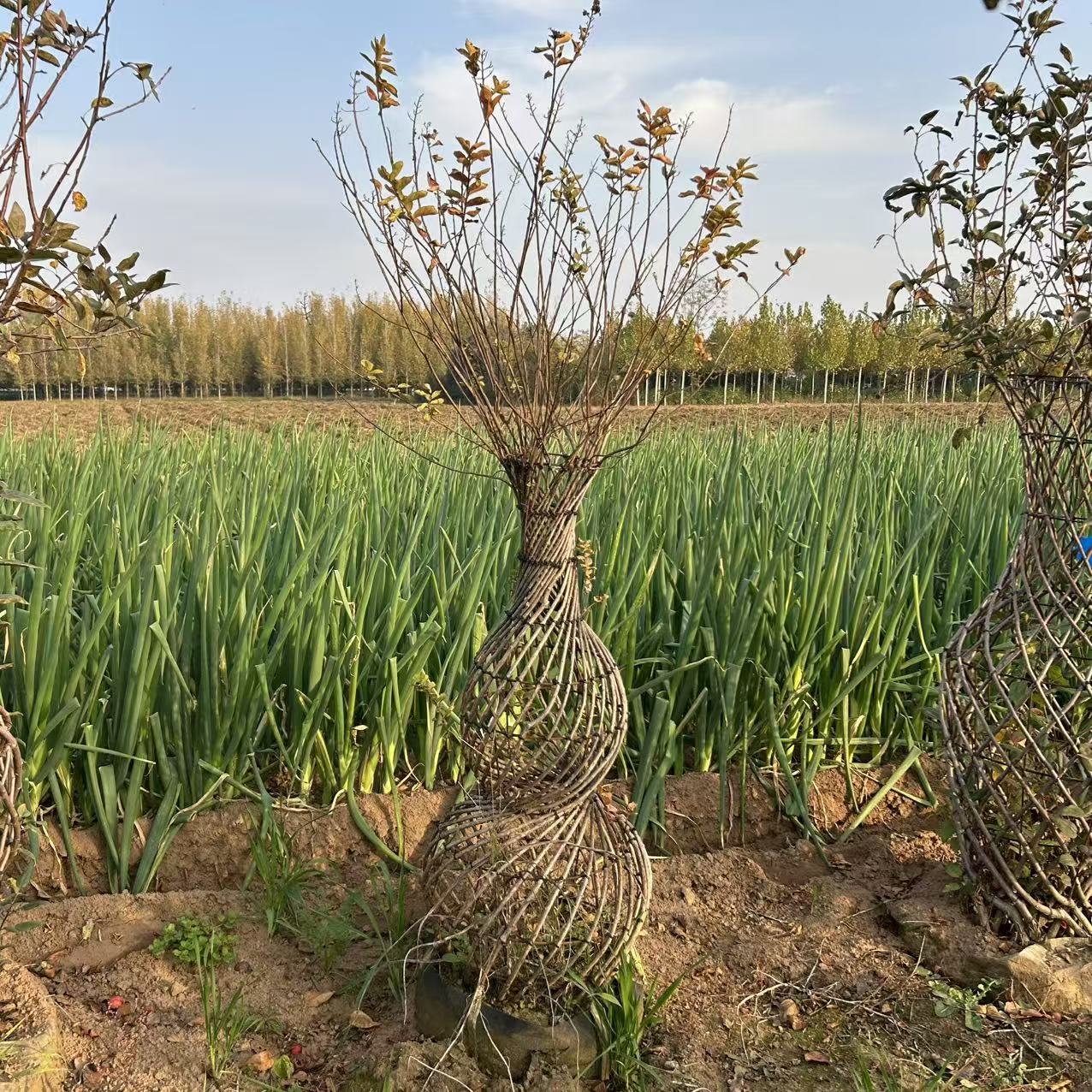 紫薇花葫芦造型适合别墅庭院栽植花期长