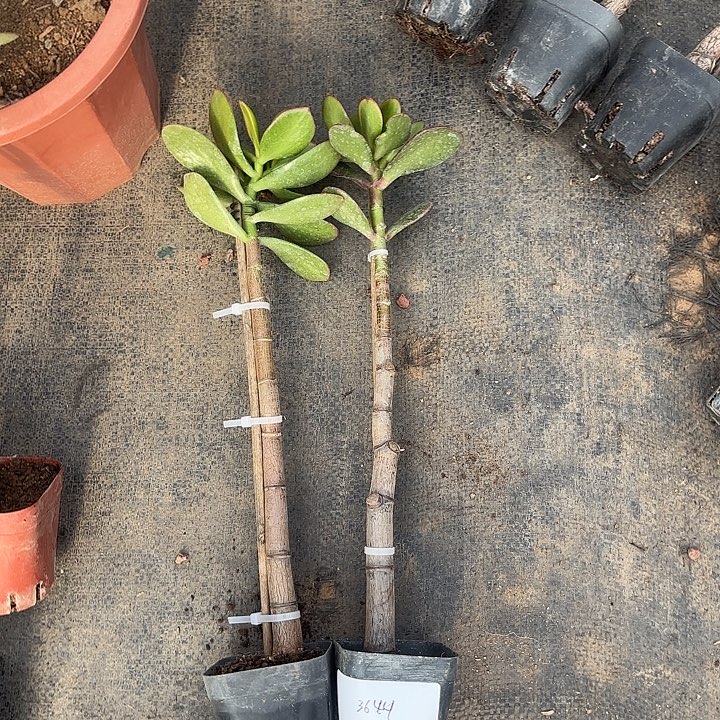 老***刘当前无花栽培后可以开花黄金18