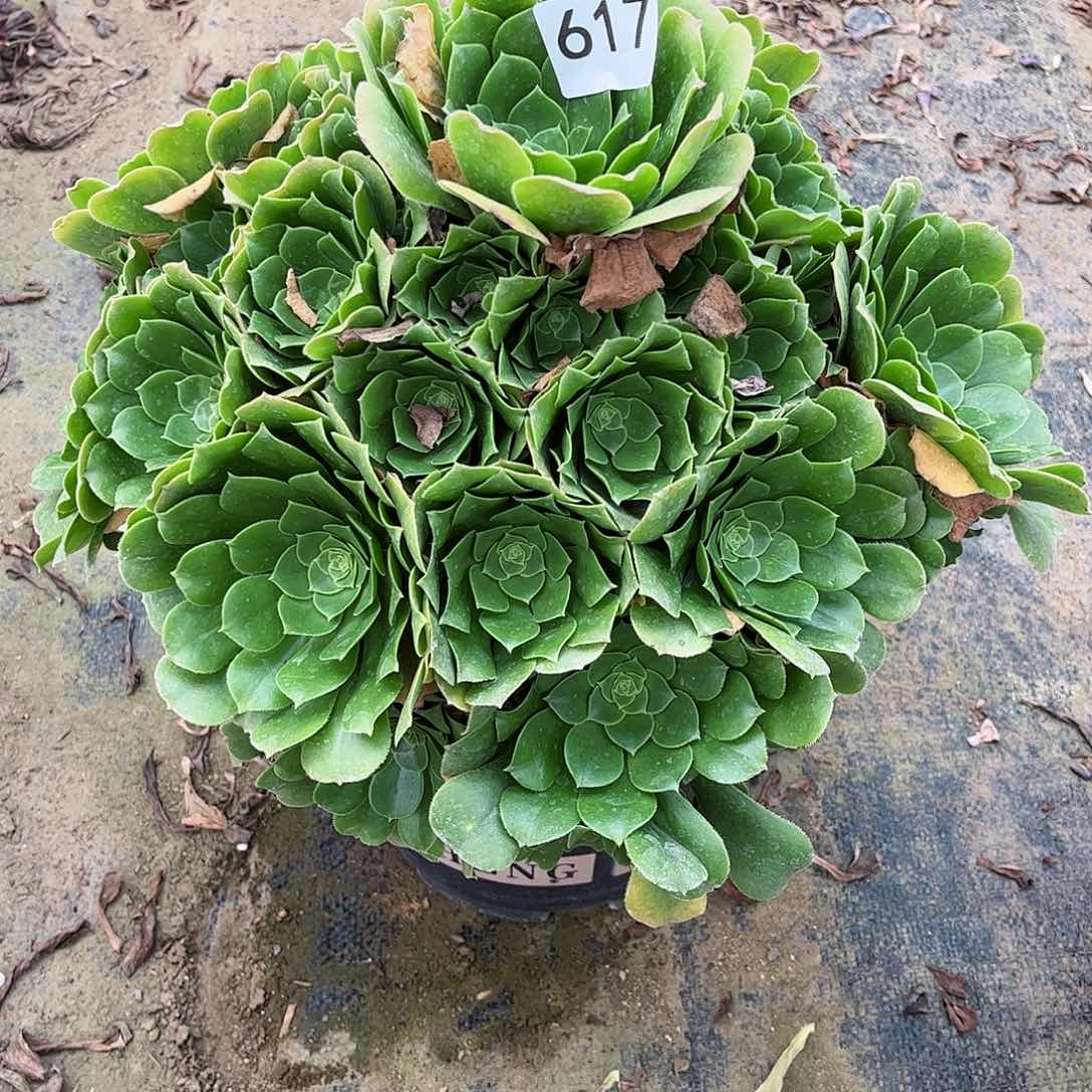 多肉植物禄羊绒617