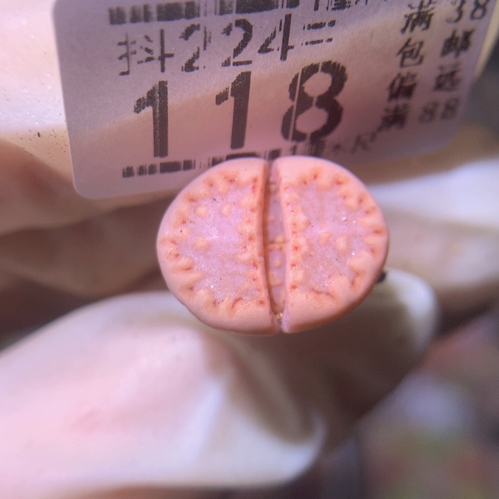 最**海精品生石花224.118