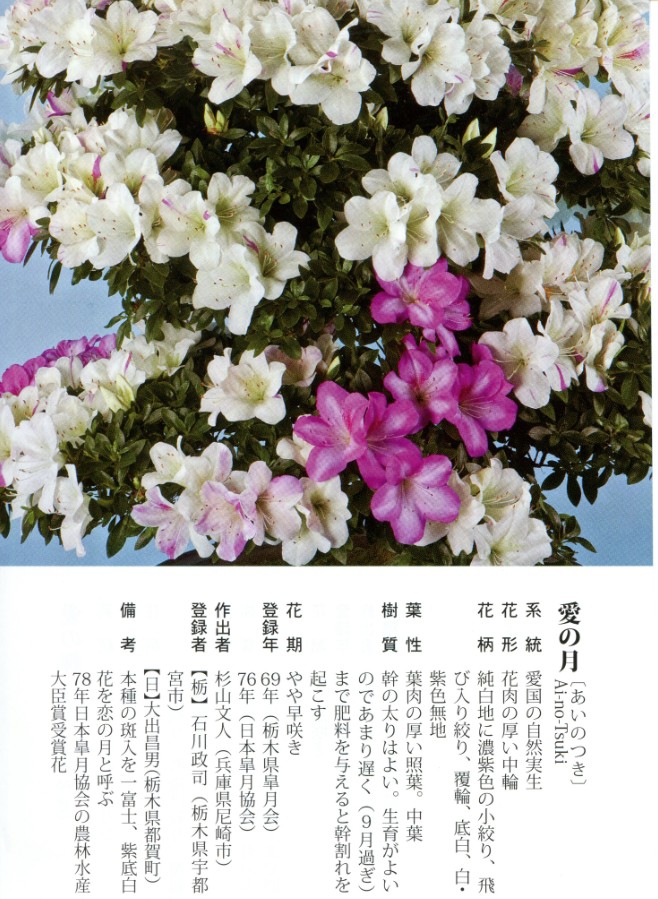 一物一拍 皋月杜鹃名贵品种盆栽花卉绿植易养活带苞发货