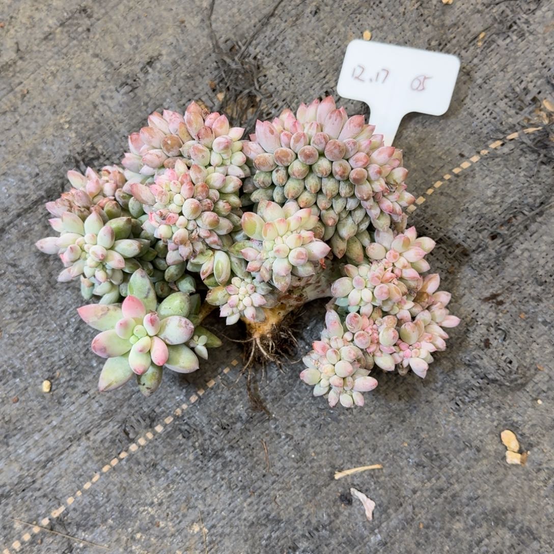 一物一拍所罗门缀化05