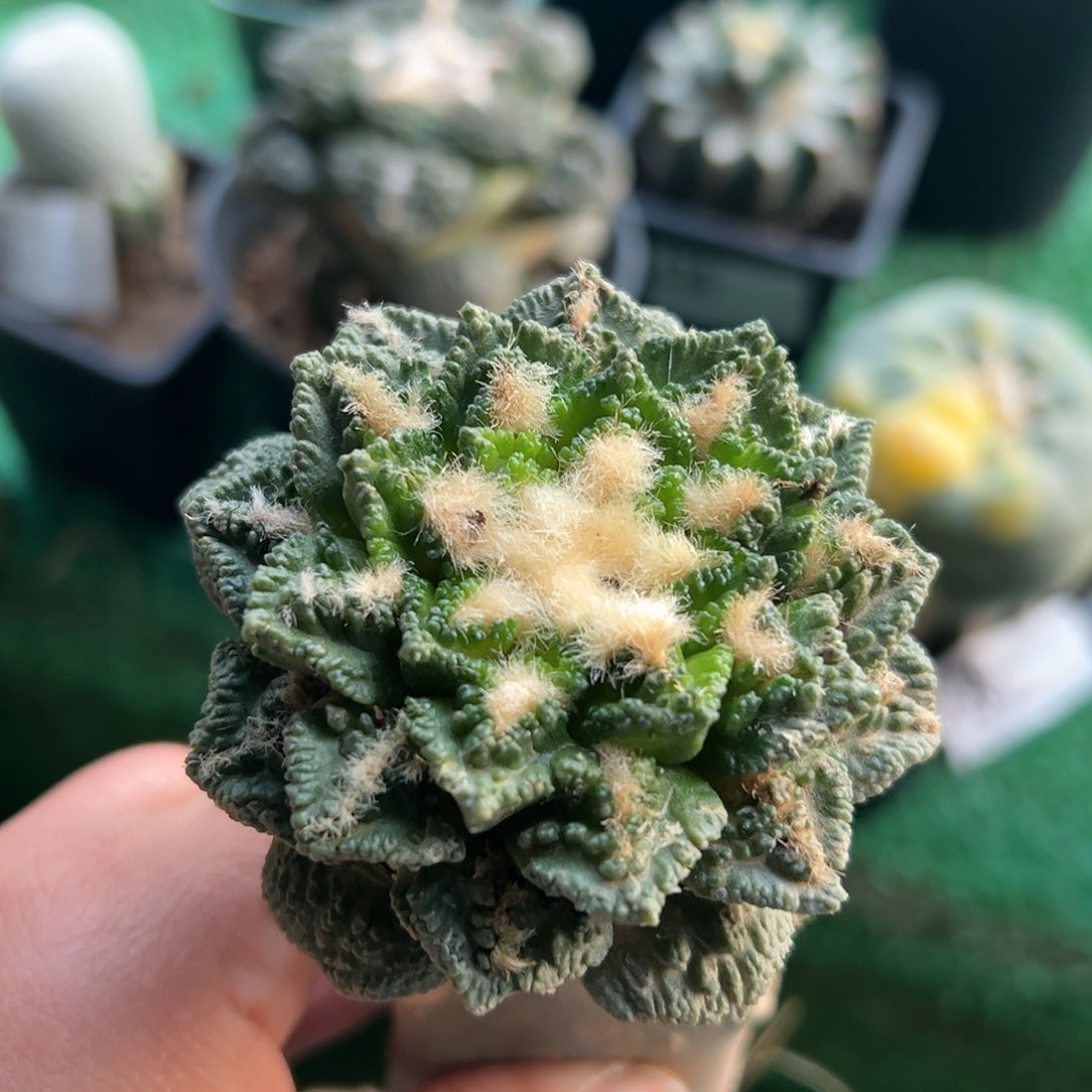 福利辛顿牡丹杆子没根439