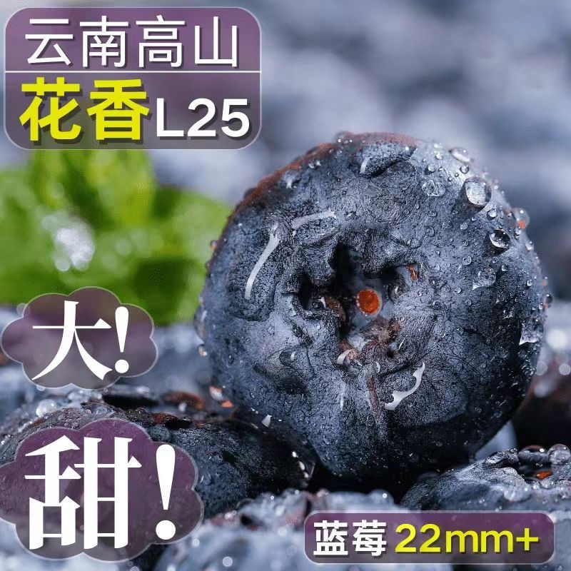 【现摘云南花香蓝莓顺丰/京东包邮】新鲜蓝莓水果大果蓝莓产地直发