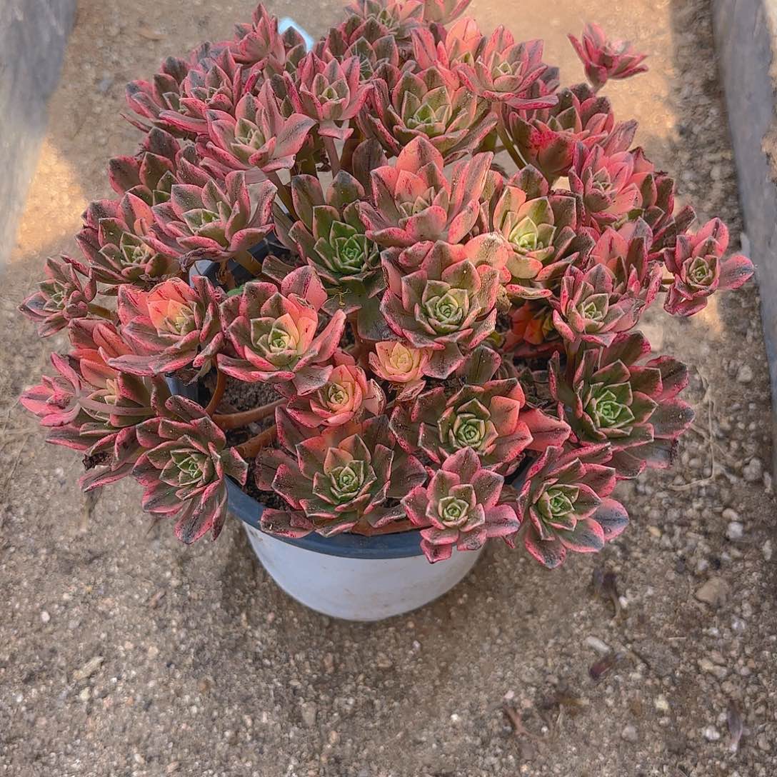 甜茶多肉植物手捧