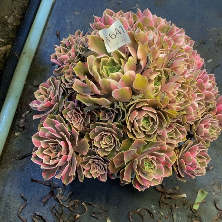 男神多肉断头不包1641