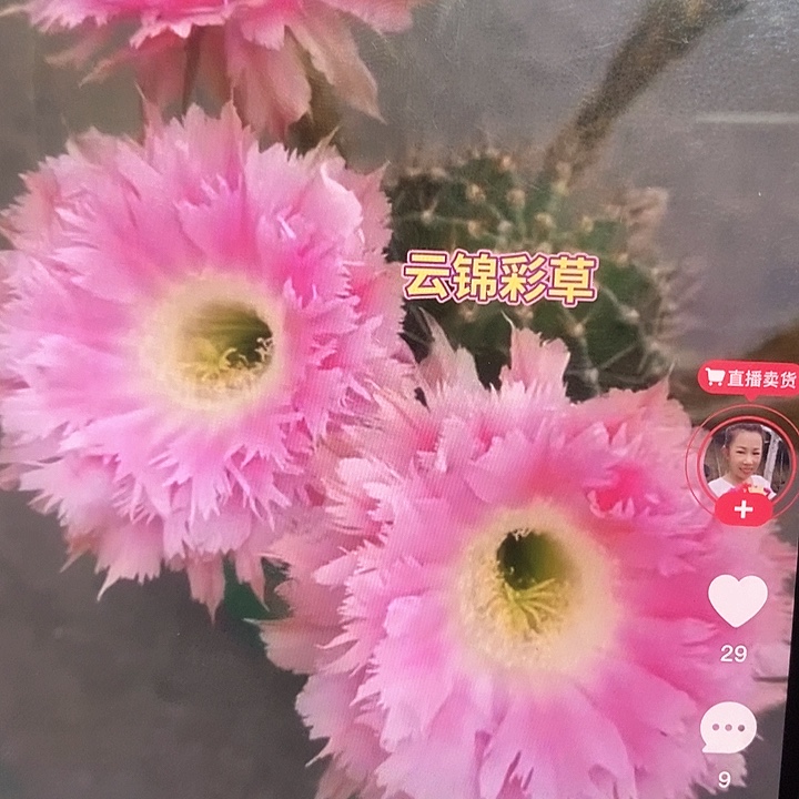 云锦嫁接用侧芽一个