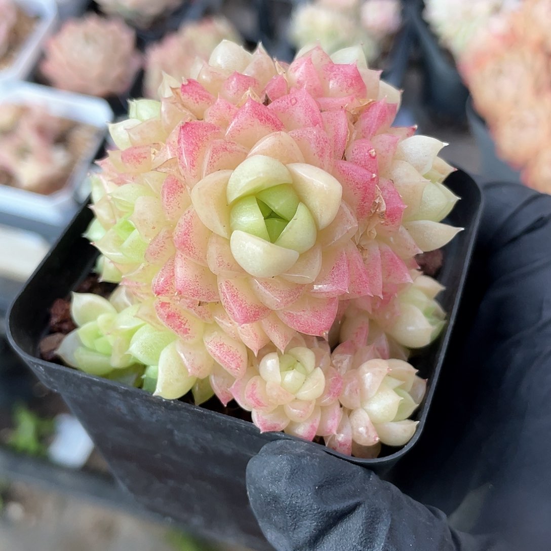 优选麦秆精品613