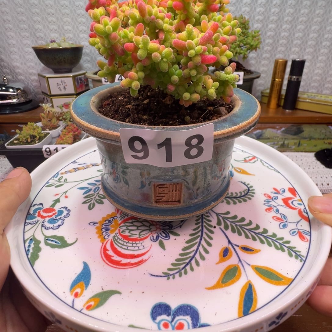 枝干番杏多肉植物918