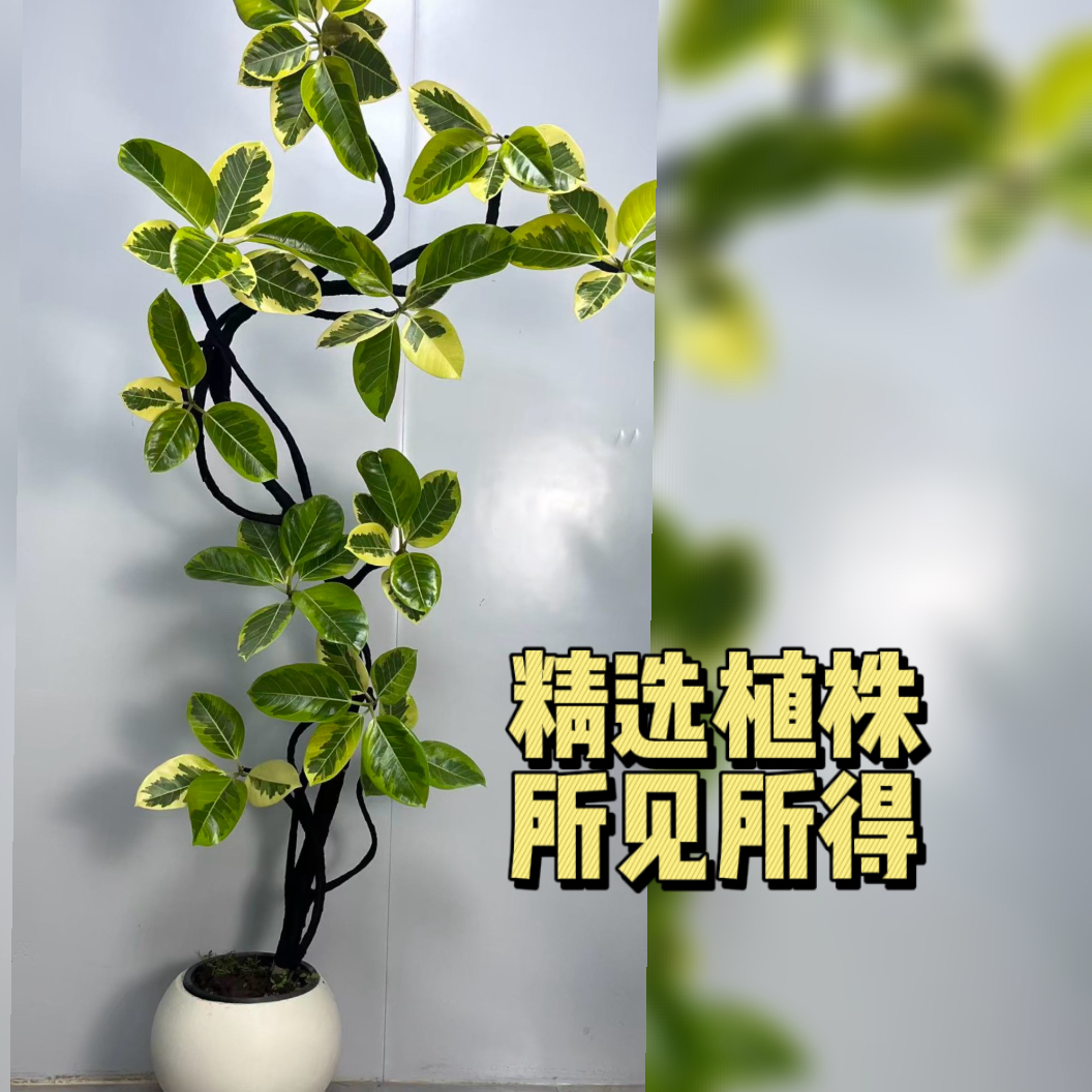 大型榕盆栽室内外好养绿植可净化空气适合客厅办公室