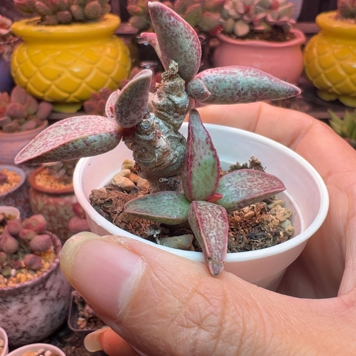 小***"吉祥如意等名家名作的