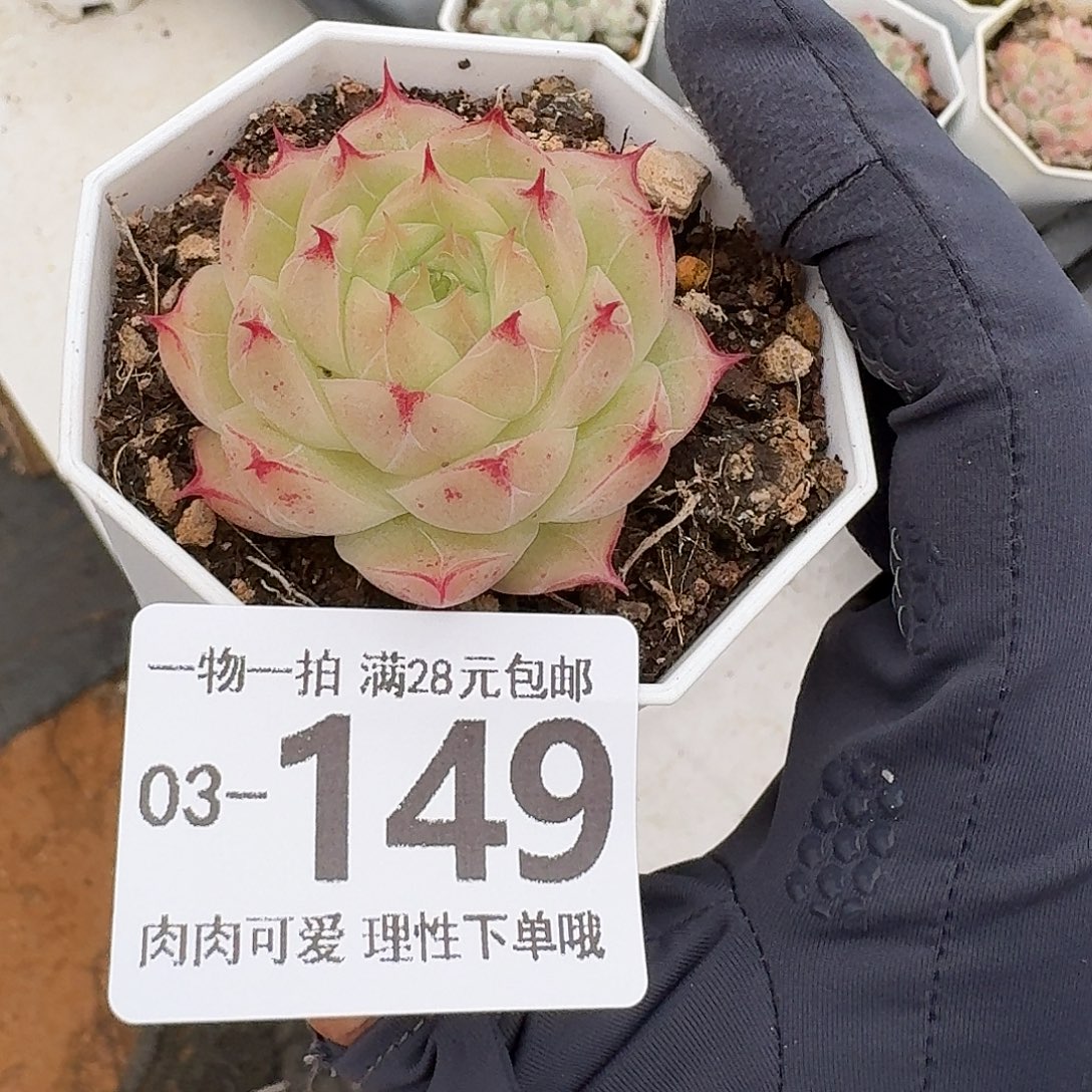 莲华无盆无发货无