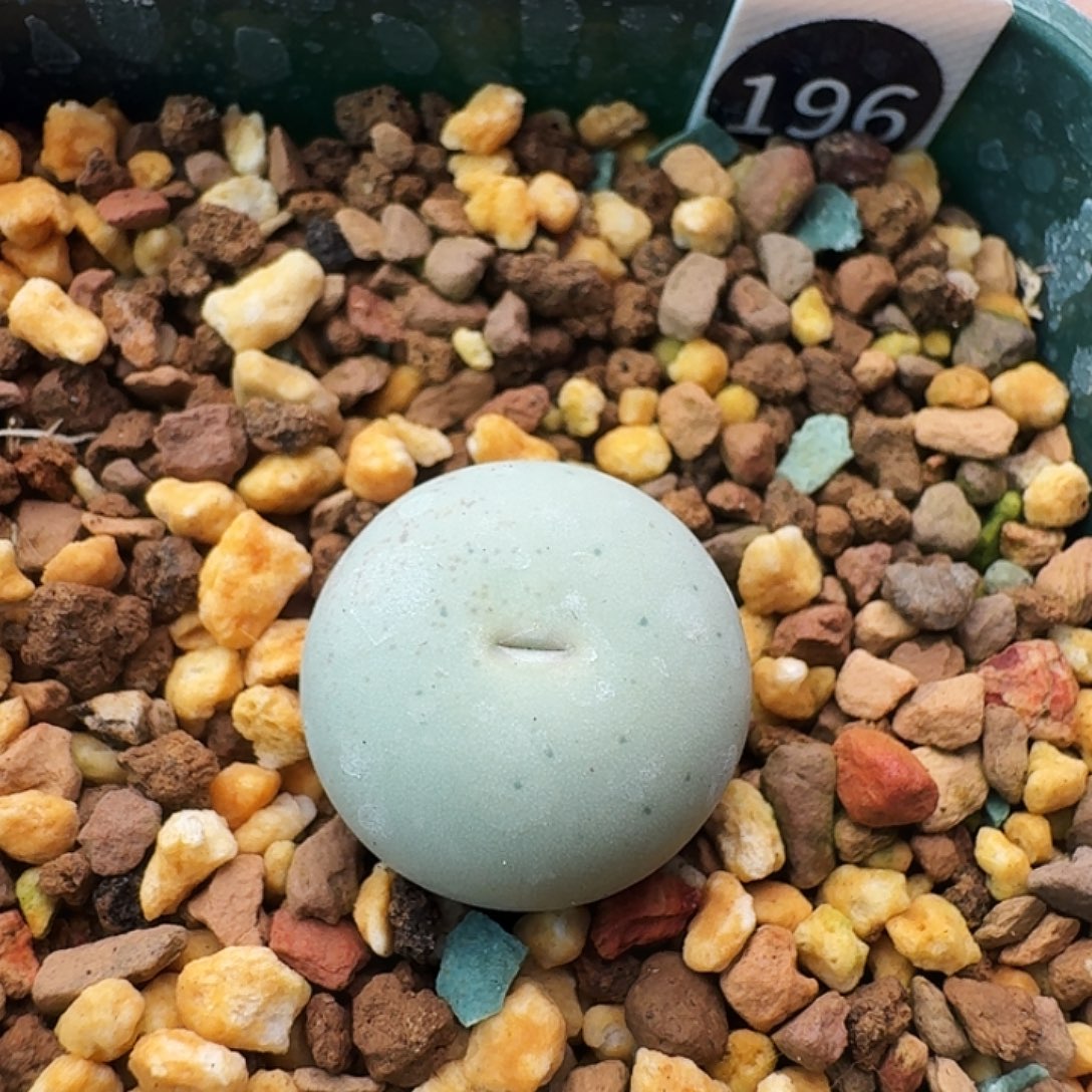 多肉植物福利风铃微嘴434