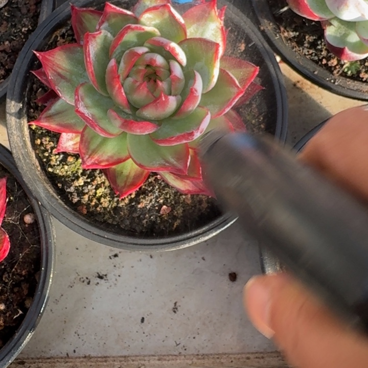 惊鸿1136哈哈哈哈哈哈