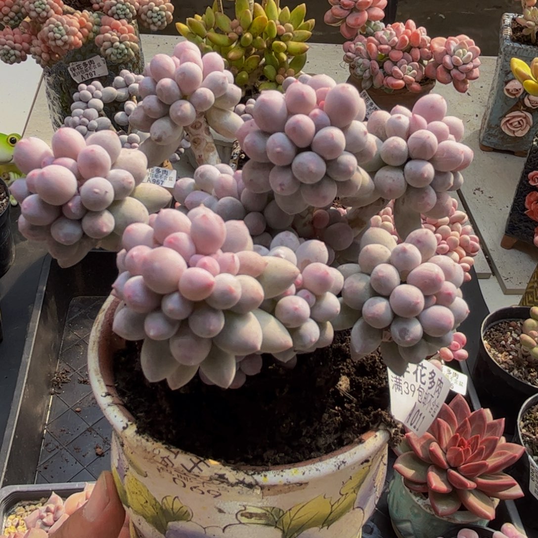 婉***美011香水手指10cm多肉