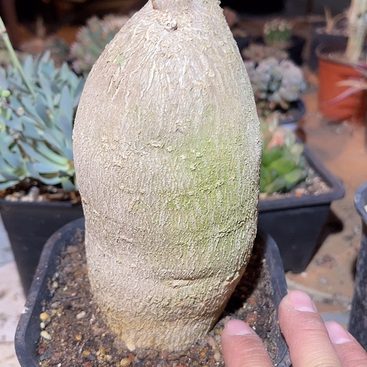 满38包邮2天凑单，脱土晾根发货多肉植物锦叶番红