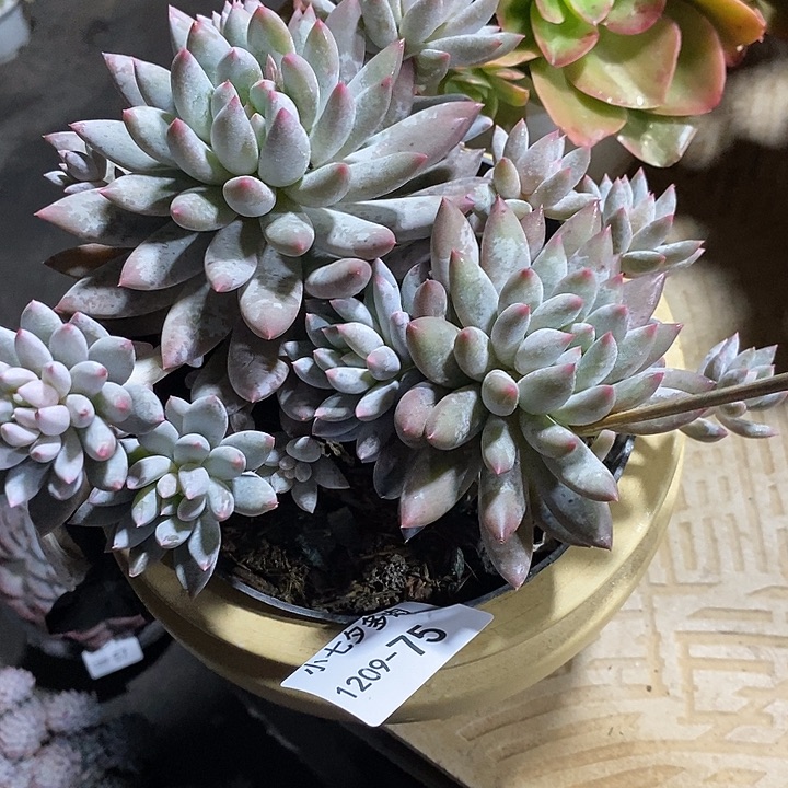 小七夕多肉所罗门75