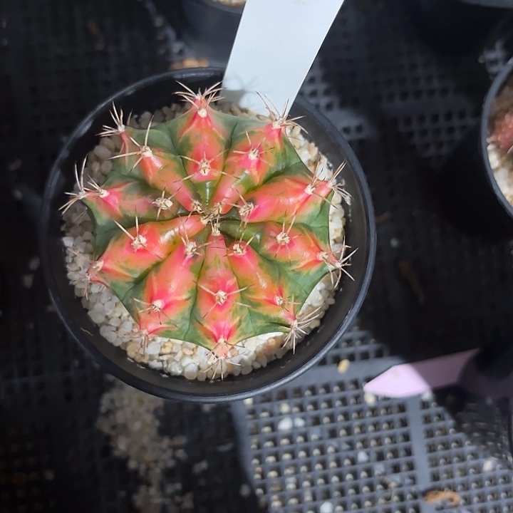 2-0808泰国发货多肉