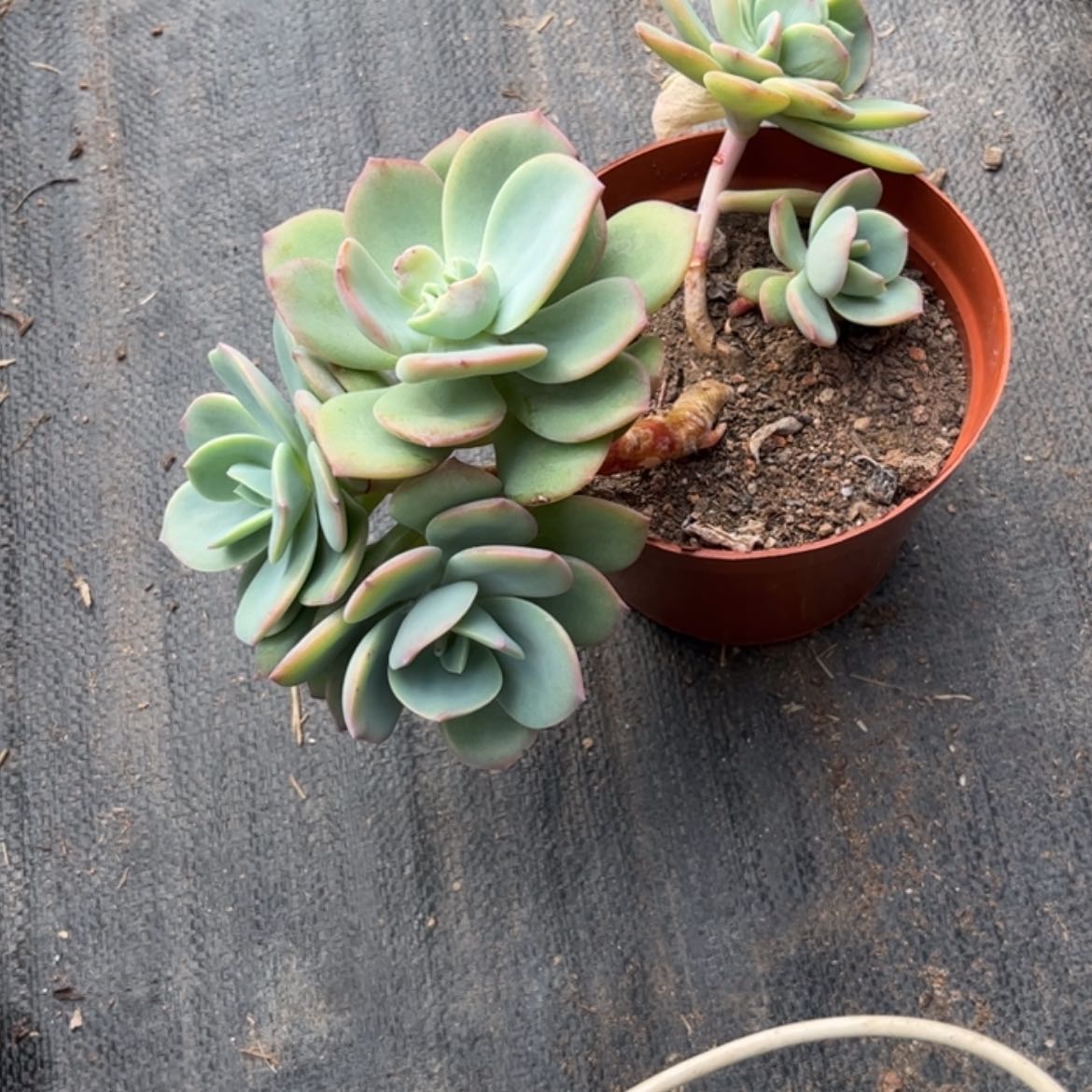 【闪购商品】无花朵掉****?