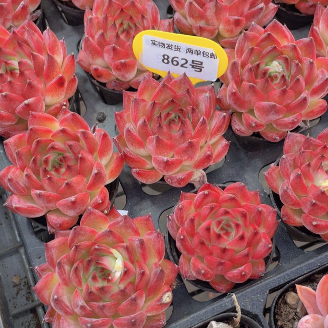 862号宽叶全状态篝火单头一个