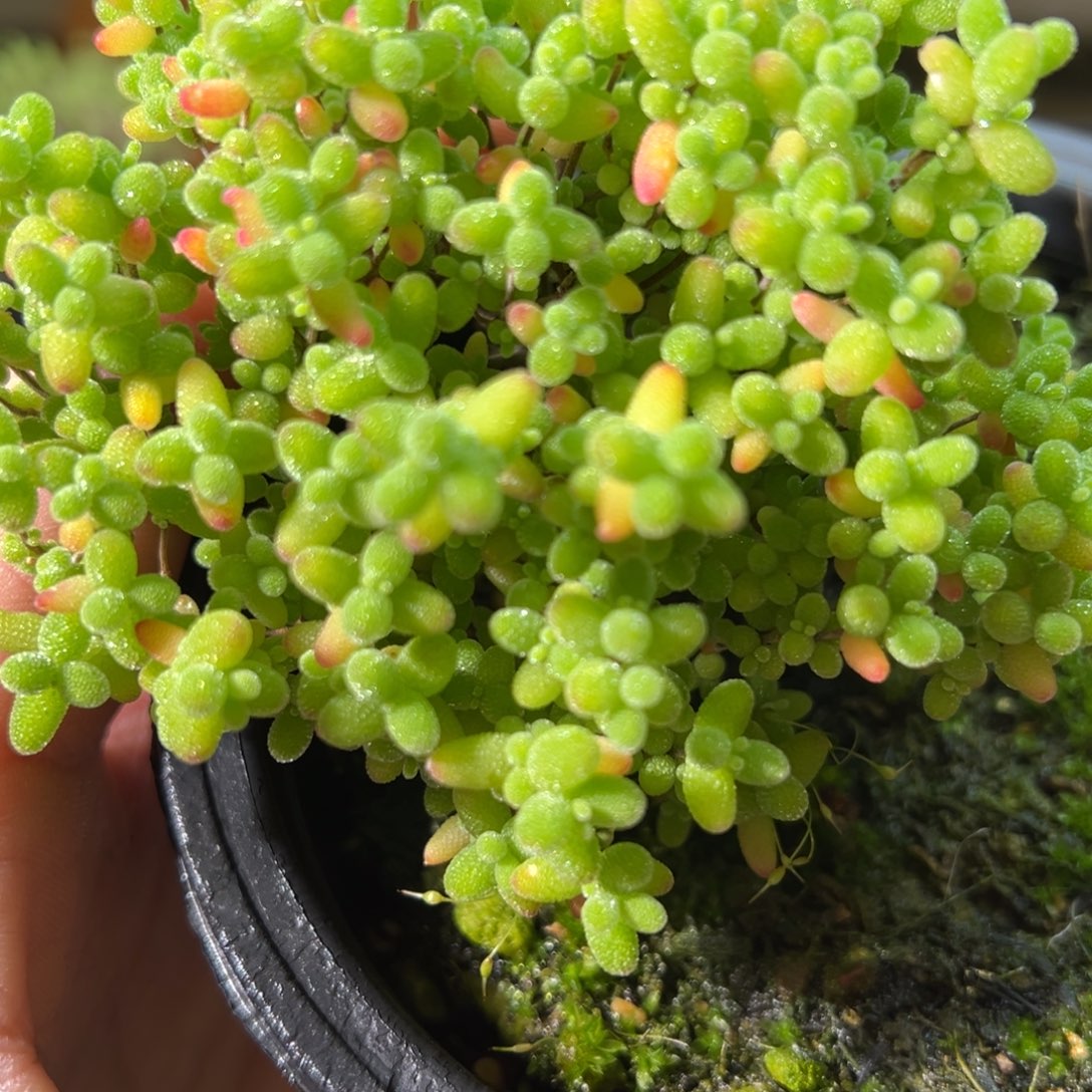 蜜橘糖球120杯老桩福利