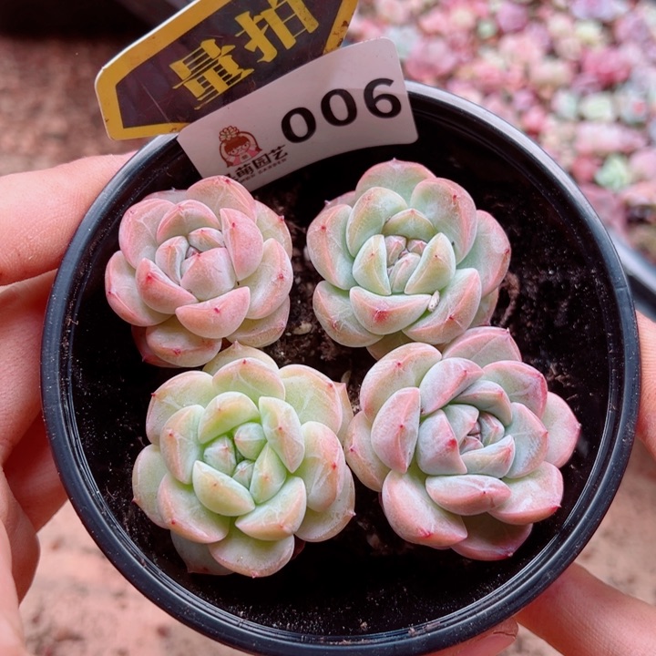 多肉植物多肉植物