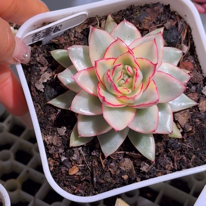 吉赛尔锦多肉植物